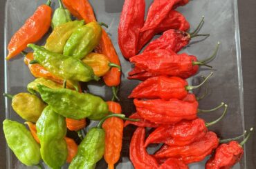 Need advice on what to do now