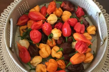 Todays multi plant harvest