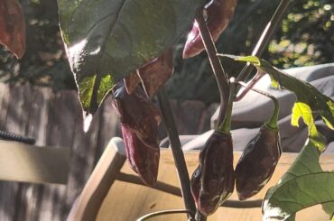 What type of pepper is this? Seeds said sepia reaper?? Not what it looks like to me?