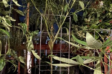 8 ft tall Thai pepper