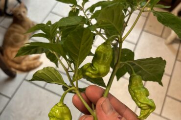 Mistakes were made. Even the cat is shaming me.