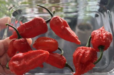 My first “big” harvest