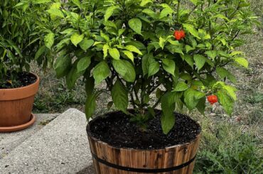 Reaper harvest, so far