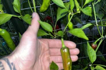 What is this pepper?? My fiance thinks italian pepperoncini