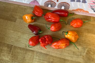 Does anyone know exactly what peppers I have?