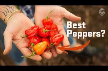 Interesting vid on developing a new pepper