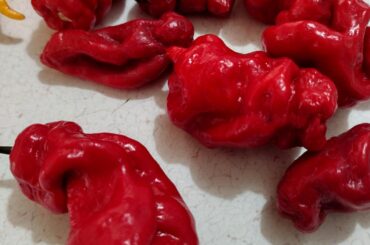 Pepper identification - I got these labeled as Carolina Reapers at the farmers market but they're definitely not that, anyone have any idea what they are?