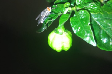 Thanks to this community my carolina reaper plant is finally bearing fruits thanks so much for your suggestions