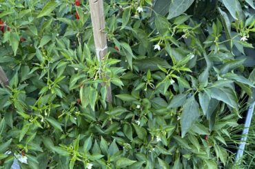 Kind of bummed to see this amount of floweringat this time of year