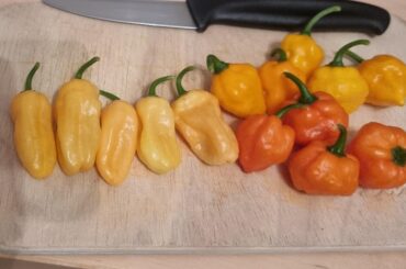 Vicentes Sweet Habanero's