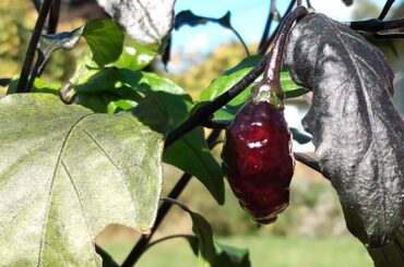 A Fire Ripens In Crisp October Air- Black Panther Pepper