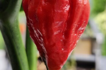 What do you think this is?