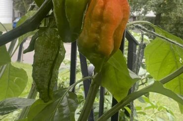 Color change is finally happening!