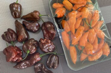 help identifying peppers on the left