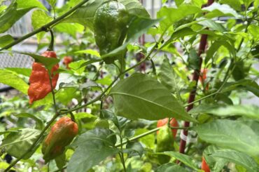 Weather is getting chili