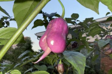 Taj Mahal Pink/Peach - Wild Phenotype!