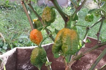 Wrinkly boys are getting ripe!