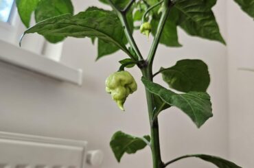 New flowers not getting polinated