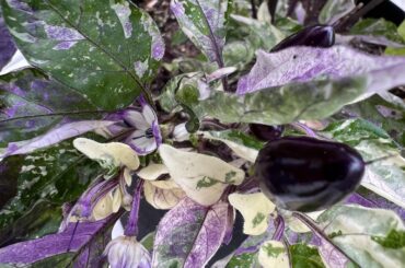 Two very different UFO fluorescent variegateds, one pot