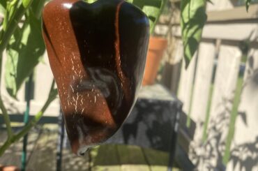 Is it time to dry my poblanos?