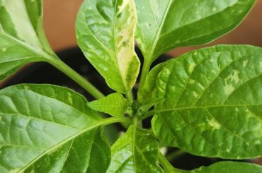 I guess it won't be too long until I see some F3 fruit on these beauties