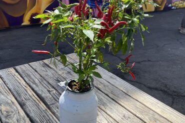 Thai Chili Table decor