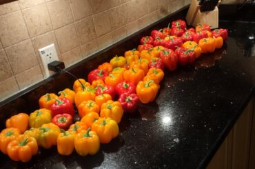 Going down to 4 Celsius tonight harvested my bell peppers. One of the plants, a single plant stem had 15 peppers on it. Tomorrow, about 30 hot chilis to harvest.
