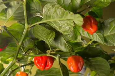 Indoor habaneros 2nd harvest