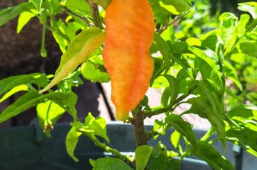 What's this pepper? (Forgot what I planted)