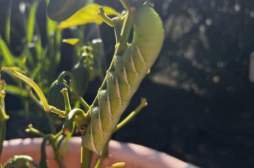 Was away from home because of work and came home to this