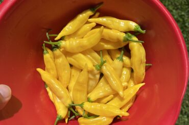 Aji lemon drops?