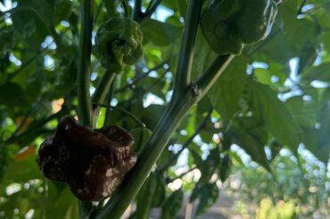 Chocolate Trinidad Scorpion?