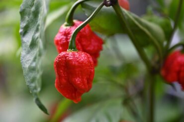 Reaper is just showing off