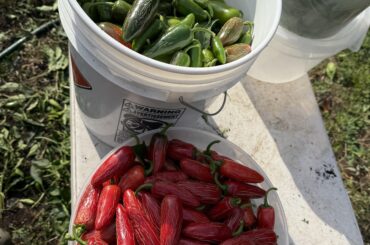 Pulled down all of my remaining Jalapenos today. 3 gallons red, about 4 gallons green [ottawa zone 5b]