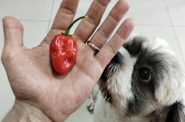 Ate my first Habeneros