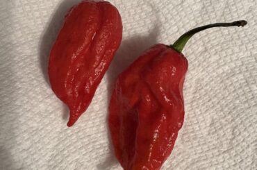 Pepper ID Request?