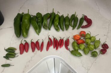 Can anyone tell me what I’m looking at here. Friend gave me from their garden.