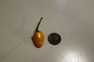 Look at this little guy! Smallest one on my habanero plant.