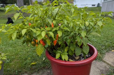 Getting chilly, best to harvest the unripe peppers?