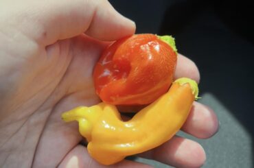 Gifted these, not sure what yellow is?