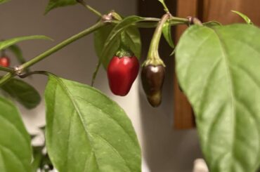 ID of these peppers?