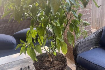 Wind knocked plant - Root Bound?