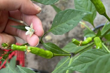 Help with plant identification