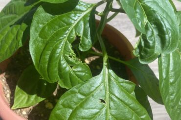 Is Something Eating My Indoor Pepper?