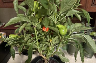 Can I replant this and should I?