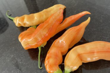 Your favourite thing to do with Sugar Rush peach and stripey.