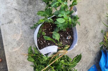 Roof guys did this and said nothing. So many scorpions wasted.