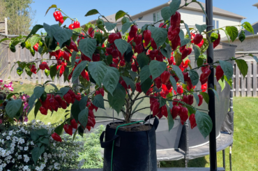 393 ripe fruits from this Dorset Naga plant!