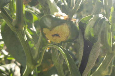 What are these pt II - A new name