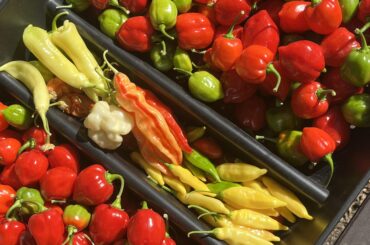 Final harvest before the cold hits tonight